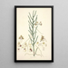 Collectanea botanica Pl06 - John Lindley — gerahmtes Bild an der Wand