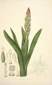 Collectanea botanica Pl08 - John Lindley — Ansicht des Kunstwerks