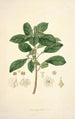 Collectanea botanica Pl09 - John Lindley — Ansicht des Kunstwerks