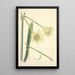 Collectanea botanica Pl11 - John Lindley — gerahmtes Bild an der Wand