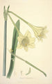 Collectanea botanica Pl11 - John Lindley — Ansicht des Kunstwerks