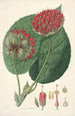Collectanea botanica Pl14 - John Lindley — Ansicht des Kunstwerks
