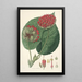 Collectanea botanica Pl14 - John Lindley — gerahmtes Bild an der Wand
