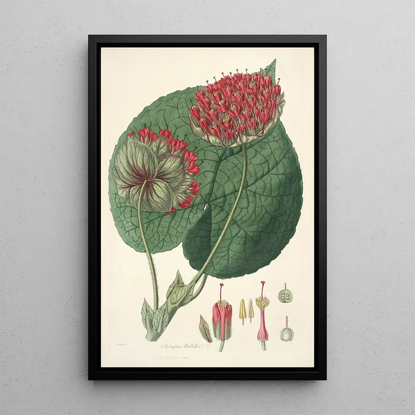 John Lindley - Collectanea botanica Pl14.webp