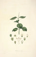 Collectanea botanica Pl17 - John Lindley — Ansicht des Kunstwerks