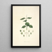 Collectanea botanica Pl17 - John Lindley — gerahmtes Bild an der Wand