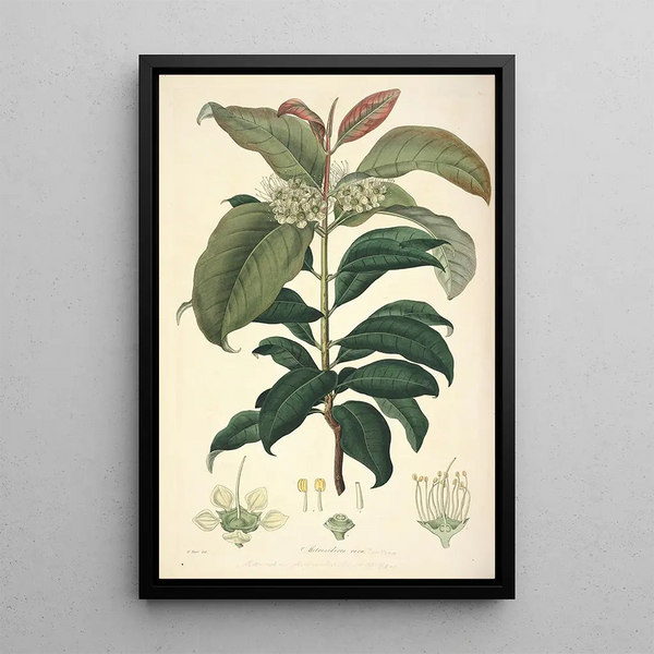 John Lindley - Collectanea botanica Pl18.webp
