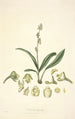 Collectanea botanica Pl20 - John Lindley — Ansicht des Kunstwerks