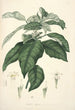 Collectanea botanica Pl21 - John Lindley — Ansicht des Kunstwerks
