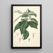 Collectanea botanica Pl21 - John Lindley — gerahmtes Bild an der Wand