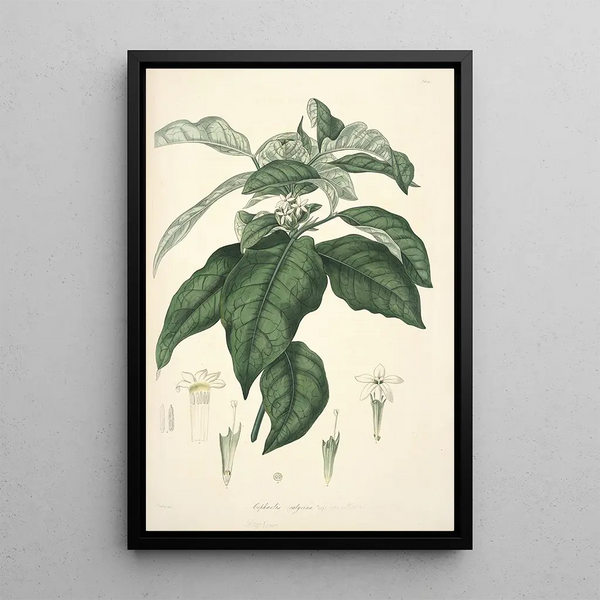John Lindley - Collectanea botanica Pl21.webp