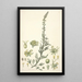 Collectanea botanica Pl22 - John Lindley — gerahmtes Bild an der Wand