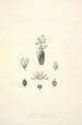Collectanea botanica Pl24 - John Lindley — Ansicht des Kunstwerks