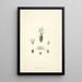 Collectanea botanica Pl24 - John Lindley — gerahmtes Bild an der Wand