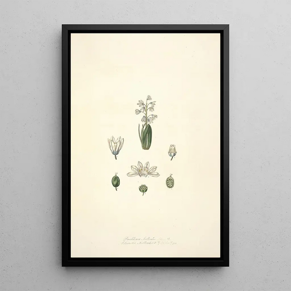 John Lindley - Collectanea botanica Pl24.webp