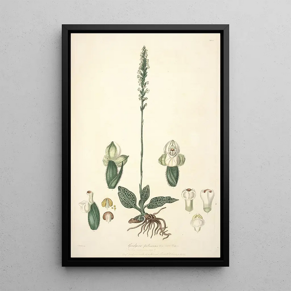 John Lindley - Collectanea botanica Pl25.webp
