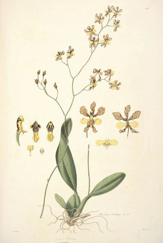 John Lindley - Collectanea botanica Pl27.webp