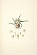 Collectanea botanica Pl28 - John Lindley — Ansicht des Kunstwerks