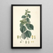 Collectanea botanica Pl29 - John Lindley — gerahmtes Bild an der Wand