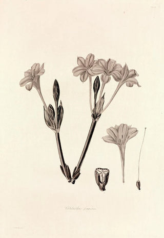 John Lindley - Collectanea botanica Pl34.webp
