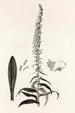 Collectanea botanica Pl35 - John Lindley — Ansicht des Kunstwerks