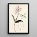 Collectanea botanica Pl37 - John Lindley — gerahmtes Bild an der Wand