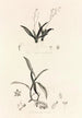 Collectanea botanica Pl39 - John Lindley — Ansicht des Kunstwerks