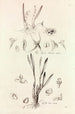 Collectanea botanica Pl41 - John Lindley — Ansicht des Kunstwerks