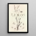 Collectanea botanica Pl41 - John Lindley — gerahmtes Bild an der Wand