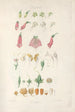 Digitalium Monographie Gemälde Pl01 - John Lindley — Ansicht des Kunstwerks