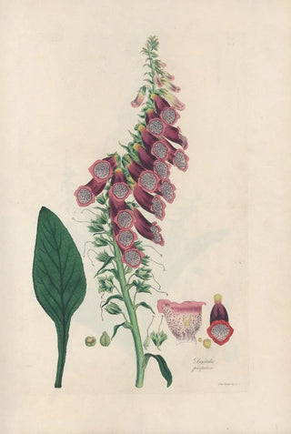 John Lindley - Digitalium monographia Pl02.webp