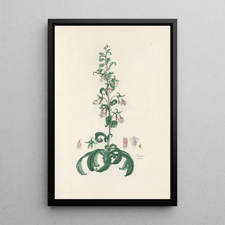 John Lindley - Digitalium monographia Pl05.webp