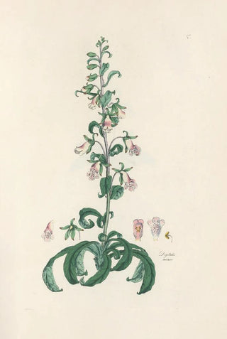 John Lindley - Digitalium monographia Pl05.webp