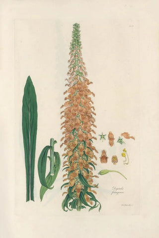 John Lindley - Digitalium monographia Pl12.webp