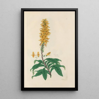 John Lindley - Digitalium monographia Pl27.webp