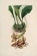 Sertum orchidaceum Eine Krone der schönsten Orchideenblumen Pl01 - John Lindley — Ansicht des Kunstwerks
