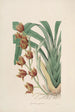 Sertum orchidaceum Eine Krone der schönsten Orchideenblumen Pl04 - John Lindley — Ansicht des Kunstwerks