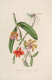 Sertum orchidaceum Eine Krone der schönsten Orchideenblumen Pl05 - John Lindley — Ansicht des Kunstwerks