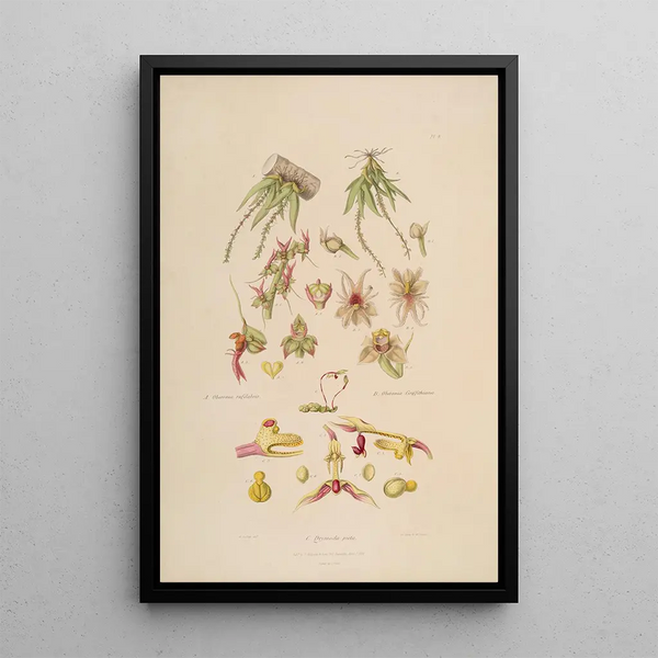 John Lindley - Sertum orchidaceum A wreath of the most beautiful orchidaceous flowers Pl08.webp