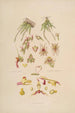 Sertum orchidaceum Eine Krone der schönsten Orchideenblumen Pl08 - John Lindley — Ansicht des Kunstwerks