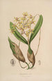 Sertum orchidaceum Eine Krone der schönsten Orchideenblumen Pl10 - John Lindley — Ansicht des Kunstwerks