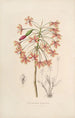 Sertum orchidaceum Eine Krone der schönsten Orchideenblumen Pl13 - John Lindley — Ansicht des Kunstwerks