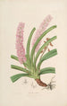Sertum orchidaceum Eine Krone der schönsten Orchideenblumen Pl15 - John Lindley — Ansicht des Kunstwerks