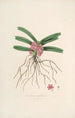 Sertum orchidaceum Eine Krone der schönsten Orchideenblumen Pl17 - John Lindley — Ansicht des Kunstwerks