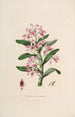 Sertum orchidaceum Eine Krone der schönsten Orchideenblumen Pl18 - John Lindley — Ansicht des Kunstwerks