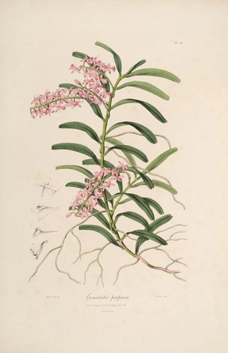 John Lindley - Sertum orchidaceum A wreath of the most beautiful orchidaceous flowers Pl19.webp
