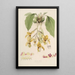 Sertum orchidaceum Eine Krone der schönsten Orchideenblumen Pl20 - John Lindley — gerahmtes Bild an der Wand