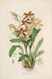 Sertum orchidaceum Eine Krone der schönsten Orchideenblumen Pl21 - John Lindley — Ansicht des Kunstwerks