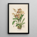 Sertum orchidaceum Eine Krone der schönsten Orchideenblumen Pl21 - John Lindley — gerahmtes Bild an der Wand