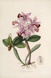 Sertum orchidaceum Eine Krone der schönsten Orchideenblumen Pl22 - John Lindley — Ansicht des Kunstwerks